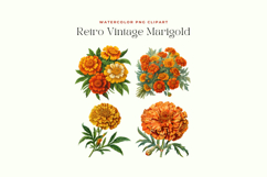 Watercolor Retro Vintage Marigold Cliparts Product Image 2