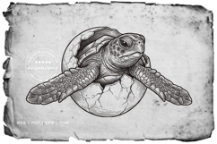 Sea Turtle Hatching from Egg Product Image 2