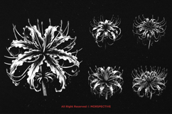 10 Bundle Dark Art Spider Lily Flower Lilies Botanical Product Image 3