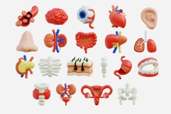 Human Anatomy 3D Model Pack 02 Product Image 2