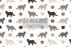 Scottish Straight Cat clipart Product Image 10