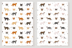 Domestic shorthair cat Product Image 5