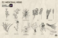 Medicinal herbs Part 2 Procreate stamp brushes Product Image 2