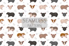 Baldwin Guinea Pig, Hairless Cavie Product Image 5