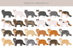 Domestic longhair cat Product Image 2