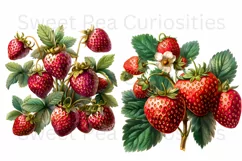 Strawberry, Strawberries, Ephemera, PNG, Clipart Product Image 2
