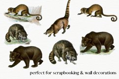 Wild Animals, Vintage Polar Bear Clipart, Raccoon Clipart Product Image 2