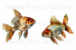 Fish, Clipart, Ephemera, PNG, Junk journal, Watercolor Product Image 2