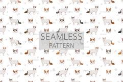 Turkish Van cat clip art Product Image 5