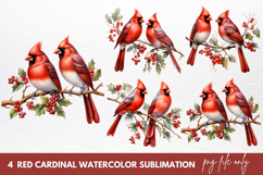 Red Cardinal Watercolor Sublimation Clipart Product Image 1