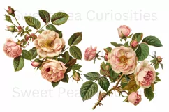 Flowers, Junk Journal, PNG, Clipart, Ephemera, Botanical Product Image 2