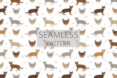 Singapura cat Product Image 6