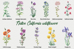 Watercolor California wildflowers Product Image 2
