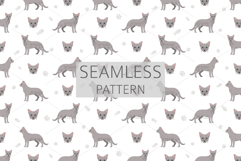 Russian Blue Cat Product Image 6