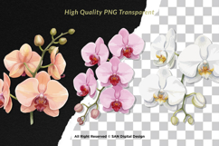 15 Bundle Watercolor Orchids Flower Tropical Exotic Blossom Product Image 2