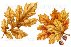 Fall, Autumn, Leaves, Ephemera, PNG, watercolor, Clipart Product Image 2