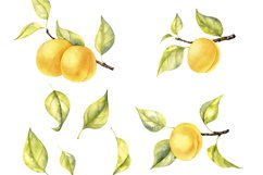 Watercolor Apricots Product Image 3