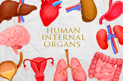 Human Internal Organs Clipart Product Image 1