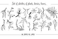 Set of sketches of plants, berries, leaves. Product Image 1