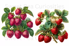 Strawberry, Strawberries, Ephemera, PNG, Clipart Product Image 2