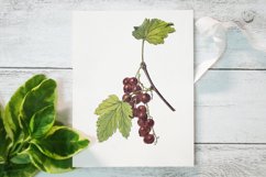 Vintage Fruits Illustration, Vintage Vegatebles Product Image 3