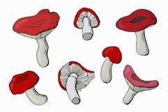 Russula mushrooms - collection Product Image 2