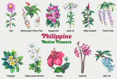 Philippine Native Flowers watercolor Product Image 2