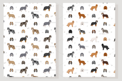 Aussiedoodle, Aussie Poodle mix Product Image 5