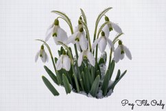Snowdrops Clipart PNG PNG Product Image 1