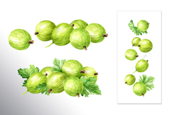 Gooseberry. Watercolor collection Product Image 3