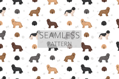 Newfypoo Newfoundland/Poodle mix Product Image 6