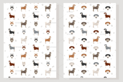 Siberpoo Siberian Husky Poodle mix Product Image 6