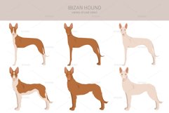 Ibizan hound clipart Product Image 4