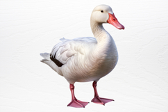 Chirstmas Birds Clipart PNG Product Image 2