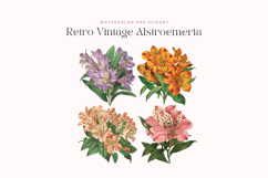 Retro Vintage Alstroemeria Flowers Clipart Product Image 2