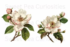 Flowers, Clipart, Ephemera, PNG, Junk journal Product Image 2