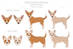 Portuguese Podengo Pequeno clipart Product Image 4