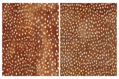 Fur, Deer, Papers, Junk Journal Product Image 2