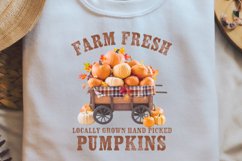 Farm fresh locally grown hand picked pumpkins Product Image 1