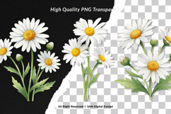15 Bundle Watercolor Daisy Flower White Floral Chamomile Product Image 2