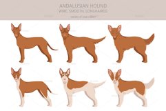 Andalusian Hound clipart Product Image 2