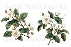 Flowers, Clipart, Ephemera, PNG, Junk journal Product Image 2