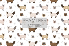 Himalayan Persian. Traditional type Product Image 6