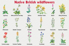 Native British wildflower watercolor Product Image 2