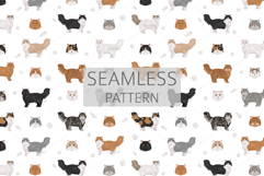 Persian cat. Traditional type Product Image 6