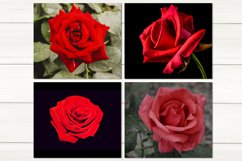 Oil paint rose Skinny tumbler design | Sublimation bundle Product Image 2