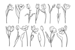 Tulip Line Art, Botanical Clipart SVG &amp; PNG Product Image 3