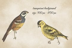 Vintage Birds, Antique Birds Clipart Product Image 2