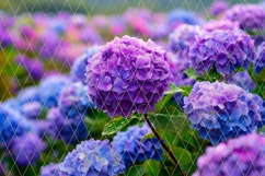 Pink Flowers Background, Purple Hydrangea Background Designs Product Image 2