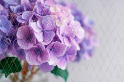 Purple Hydrangea Background, Roses Background Designs Product Image 2
